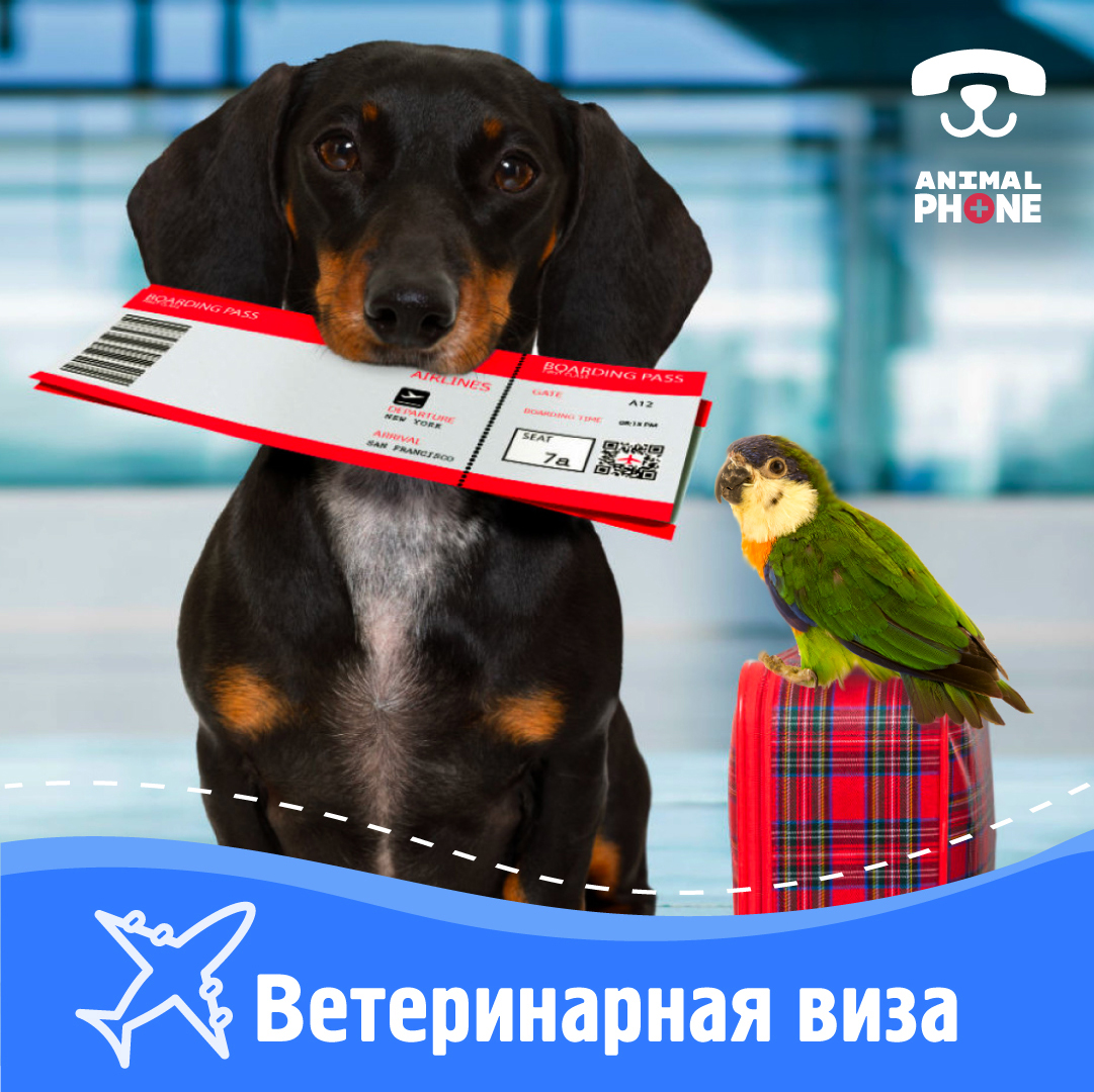 vetklinika_2_lending_2_Montazhnaya_oblast_1.jpg