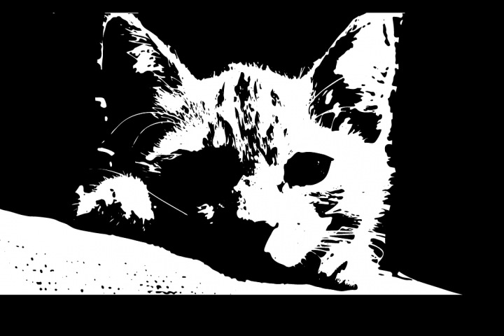 кот