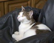 Кот