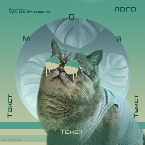 Кот шалфей