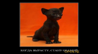 Озвучка демотиваторов 2