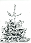 молодая пихта (лайнер)