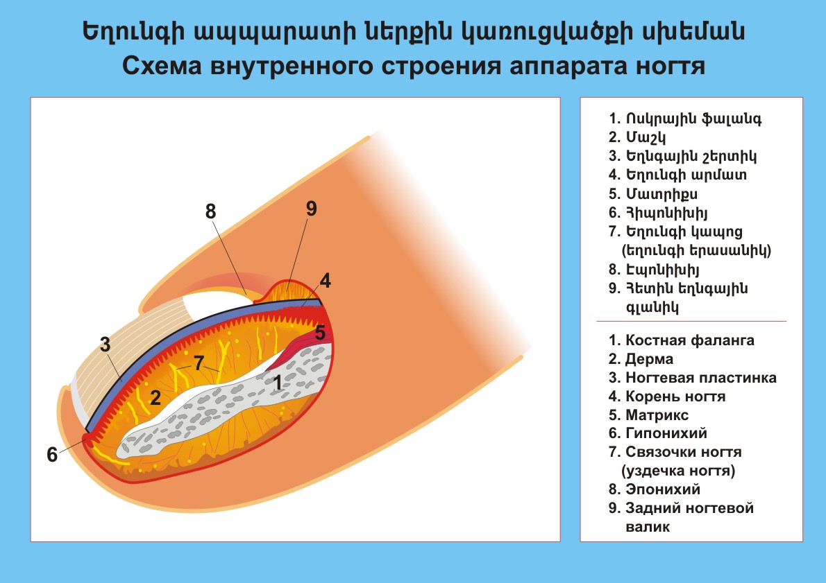 Строение ногтя рисунок