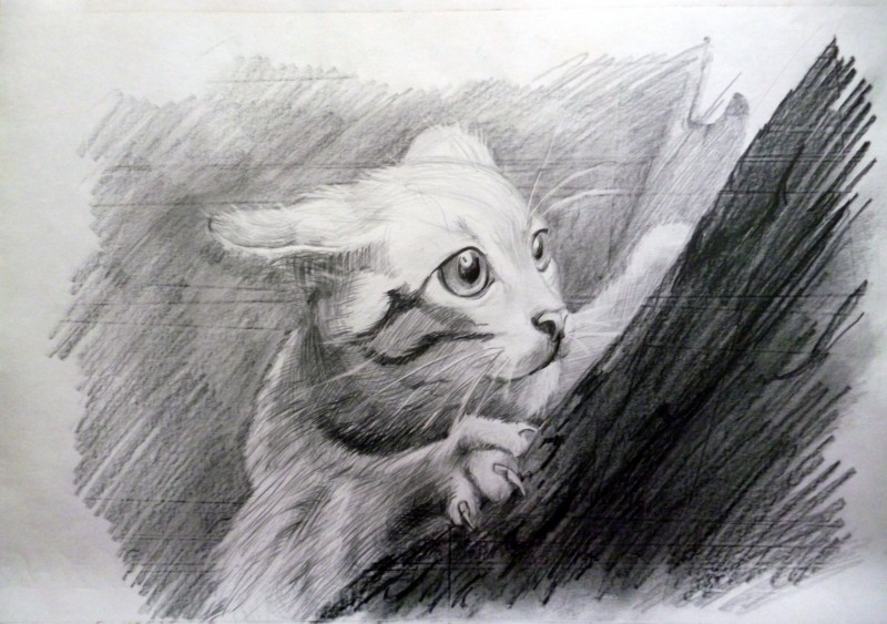 Рисунки кошек для срисовки легкие и красивые - 61 фото