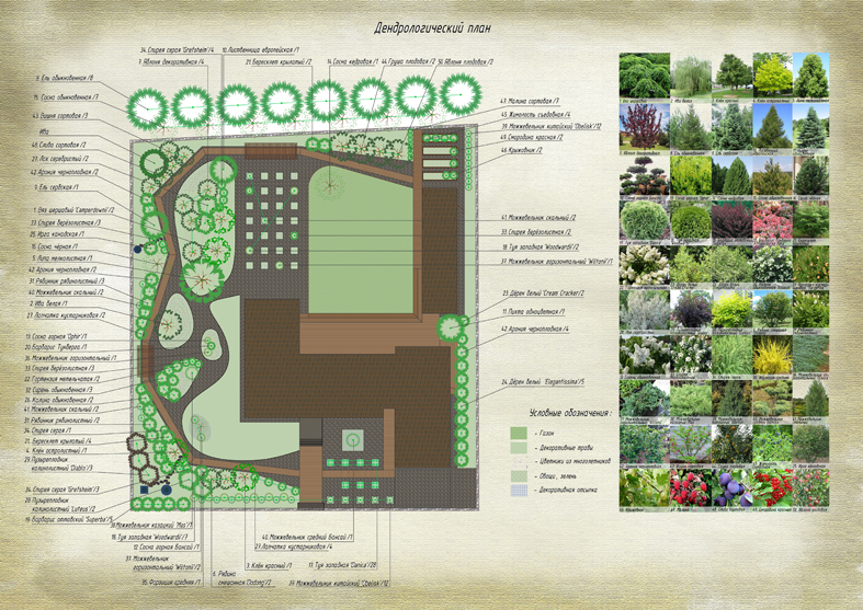Дендрологический план участка пример - 88 фото