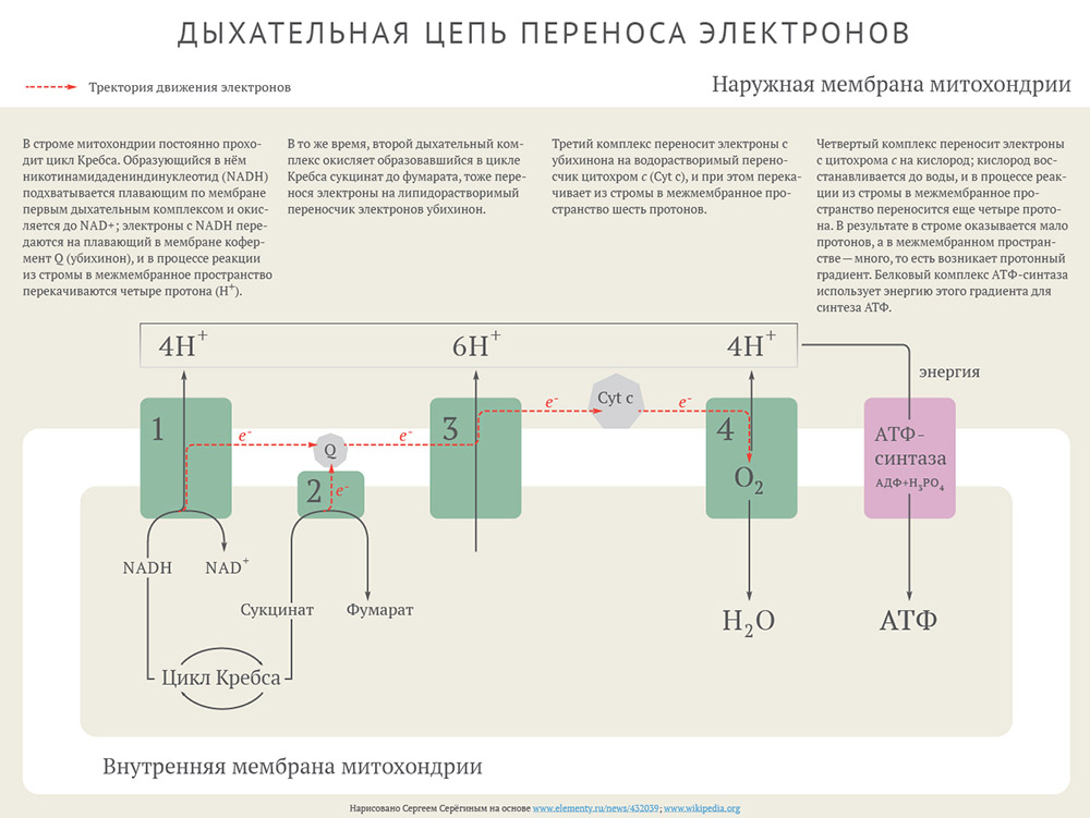 Электронно транспортная цепь схема