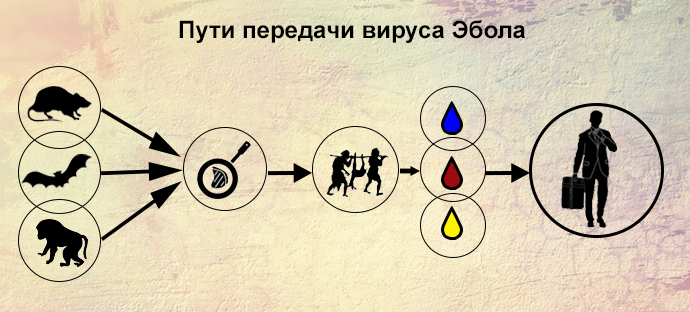 Путь вируса. Лихорадка Эбола пути заражения. Вирус Эбола пути передачи. Лихорадка Эбола пути передачи.