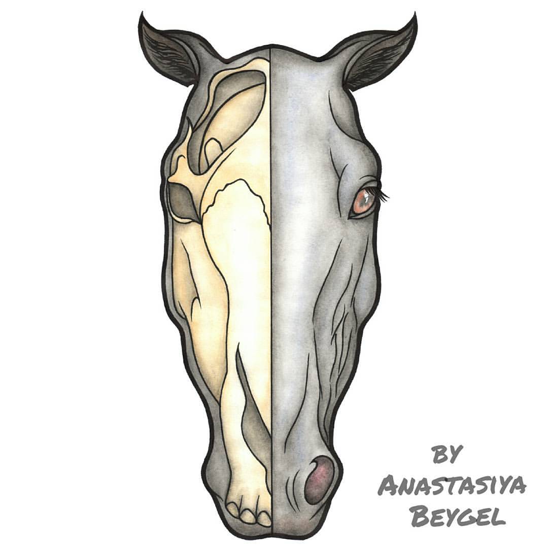 Голова лошади с черепом - Фрилансер Анастасия Бейгель AnastasiyaBeygel -  Портфолио - Работа #2859877