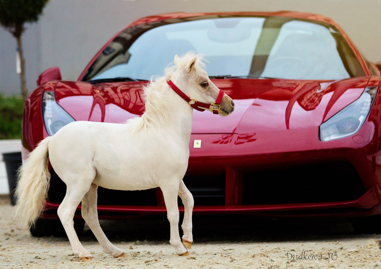 Конь какая машина. Машина с лошадью. Машинка с лошадкой. Машина на л.
