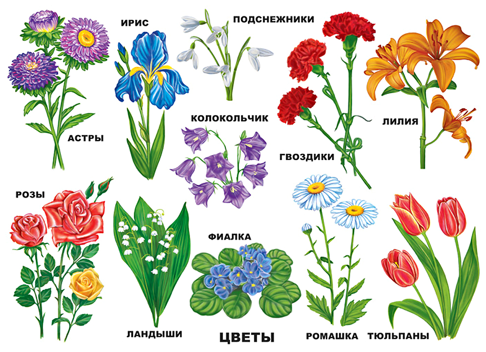 Садовые цветы с названиями и фото для детей