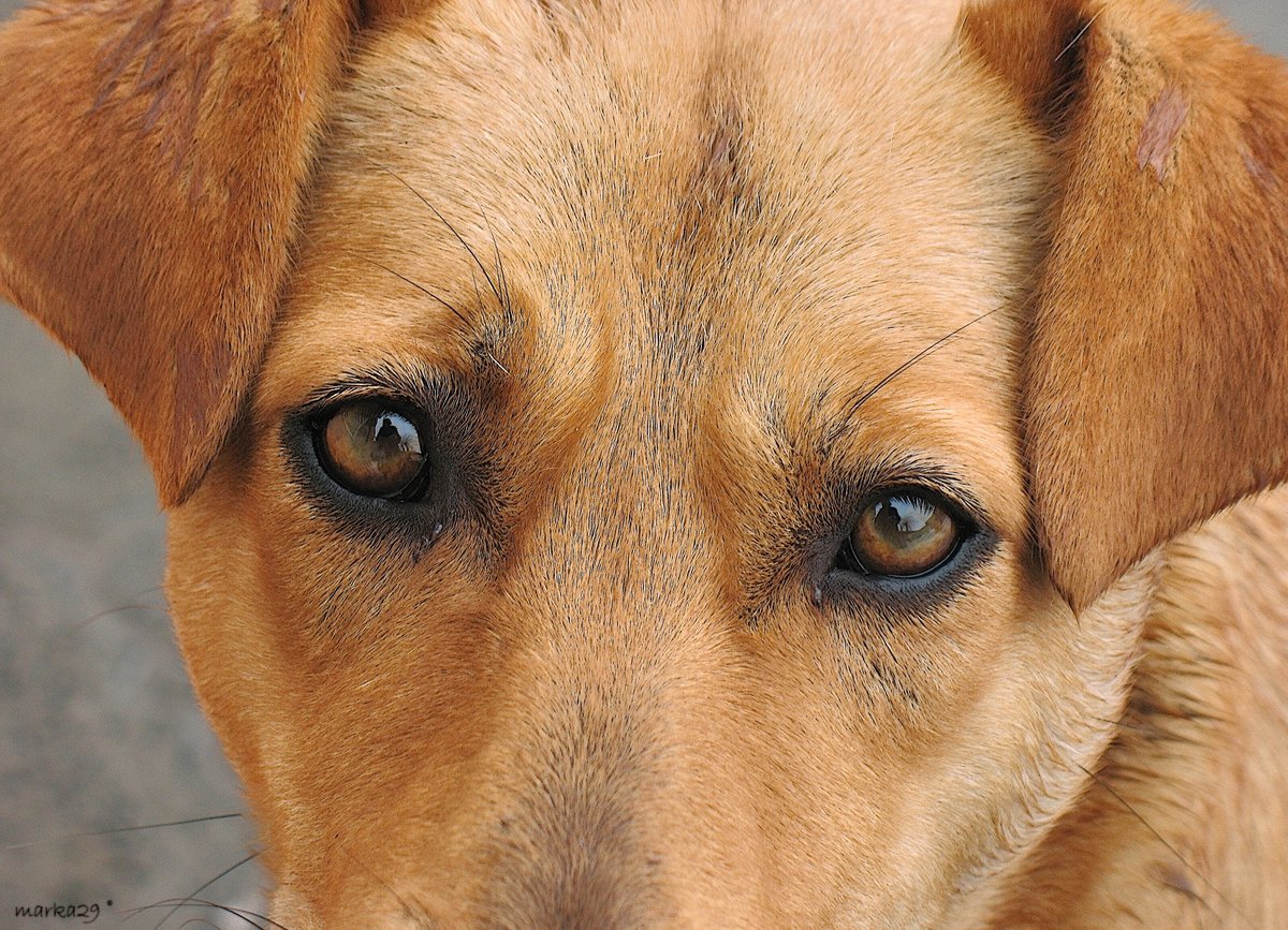 Рыжая дворняга. Рыжая собака дворняга. Собачий глаз. Глаза собаки. Грустный взгляд собаки.