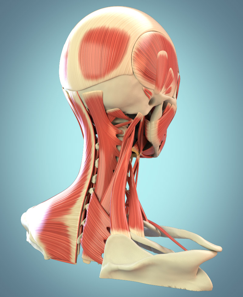 Лицо и шея MPT : нормальная анатомия | e-Anatomy